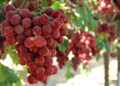 GRAPES - The Brief | Namibia's Leading Business & Financial News Close-up of a ripe red grape bunch hanging from a green vine, sunlight filtering through leaves in a vineyard.