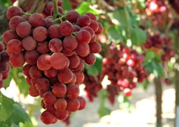 Close-up of a ripe red grape bunch hanging from a green vine, sunlight filtering through leaves in a vineyard.