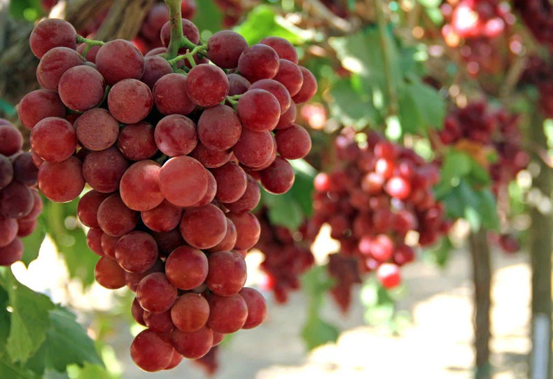 GRAPES - The Brief | Namibia's Leading Business & Financial News Close-up of a ripe red grape bunch hanging from a green vine, sunlight filtering through leaves in a vineyard.
