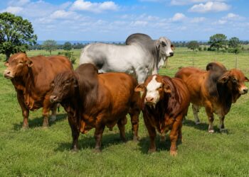 Group of brown cattle with a light gray bull standing in a sunny green pasture.