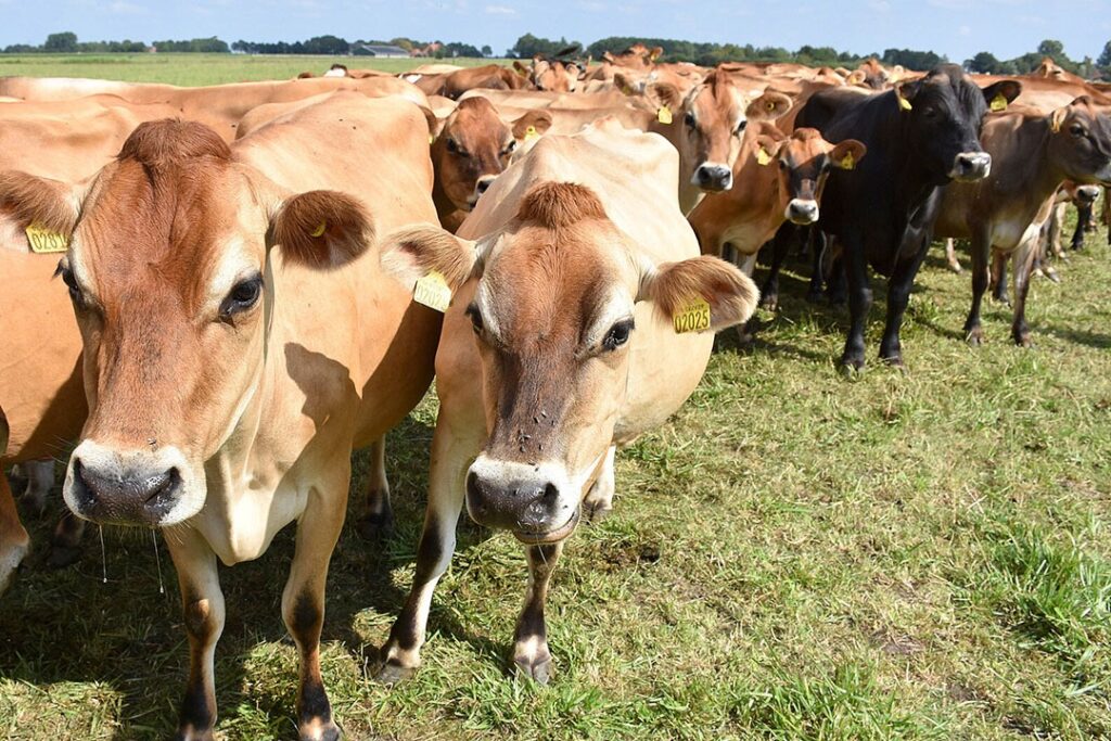 CATTLE - The Brief | Namibia's Leading Business & Financial News A herd of cows standing in a grassy farm field on a sunny day, facing the camera with ear tags visible in their ears in the foreground.