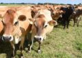 CATTLE - The Brief | Namibia's Leading Business & Financial News A herd of cows standing in a grassy farm field on a sunny day, facing the camera with ear tags visible in their ears in the foreground.