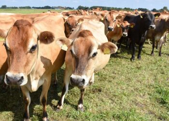 A herd of cows standing in a grassy farm field on a sunny day, facing the camera with ear tags visible in their ears in the foreground.