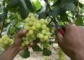 Person's hands cut a green grape cluster from a vine using pruning shears in a vineyard environment.