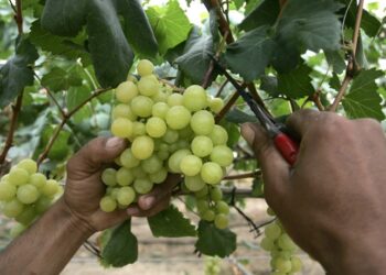 Person's hands cut a green grape cluster from a vine using pruning shears in a vineyard environment.