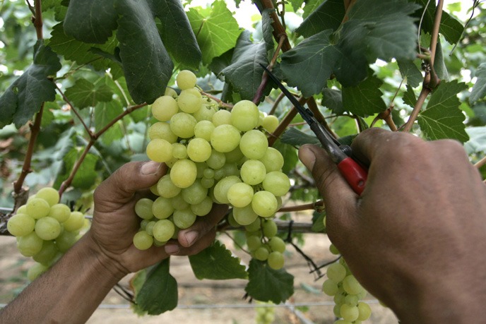 Person's hands cut a green grape cluster from a vine using pruning shears in a vineyard environment.