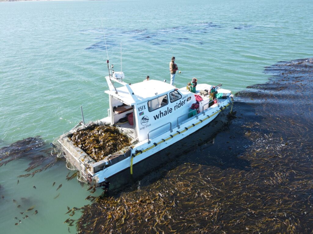 White fishing/kelp-harvesting boat named 'whale rider' operating amid a dense kelp bed in blue-green ocean waters.