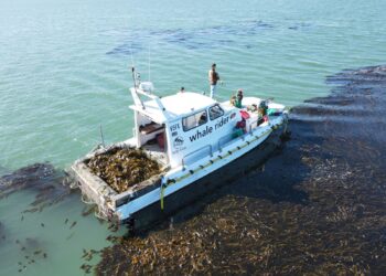 White fishing/kelp-harvesting boat named 'whale rider' operating amid a dense kelp bed in blue-green ocean waters.