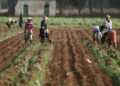 AGRICULTURE7 - The Brief | Namibia's Leading Business & Financial News Farmers work in a cultivated field, tending rows of young crops under a sunny sky.