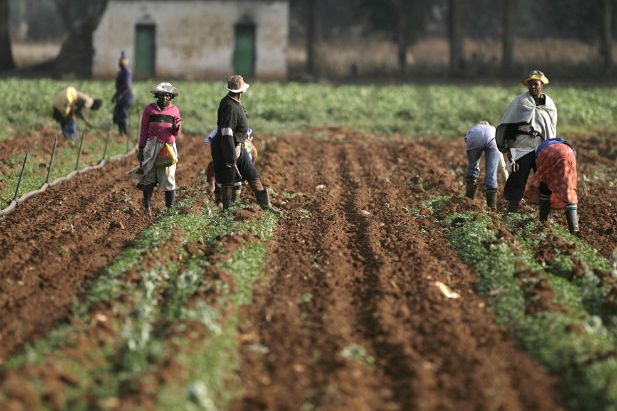 Farmers work in a cultivated field, tending rows of young crops under a sunny sky.