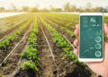Field with drip irrigation lines and young crops, while a hand holds a smartphone showing farm analytics dashboards