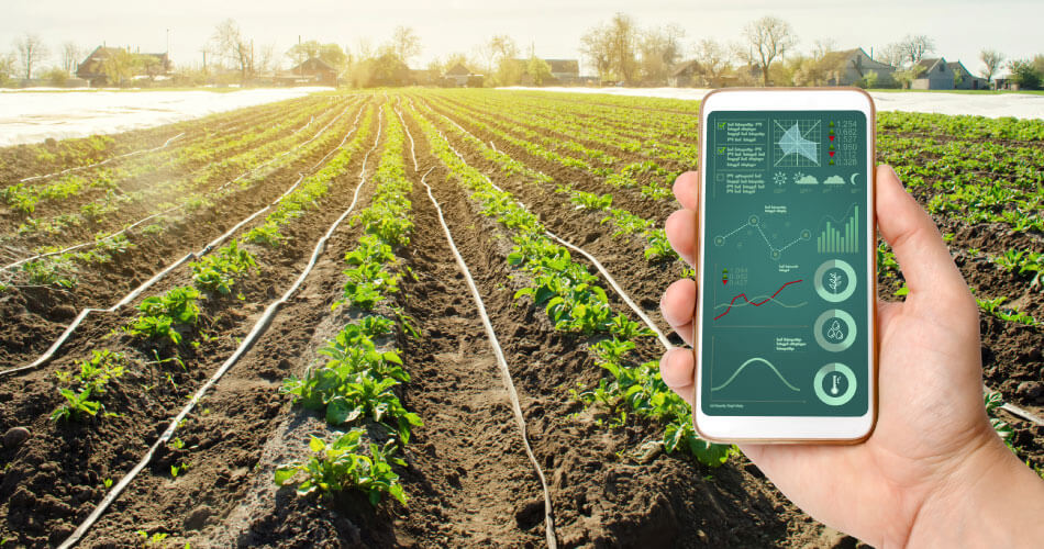 Field with drip irrigation lines and young crops, while a hand holds a smartphone showing farm analytics dashboards