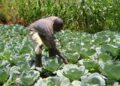 Farmer bending over in a cabbage field, inspecting the leaves under bright sun.
