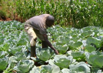 Farmer bending over in a cabbage field, inspecting the leaves under bright sun.