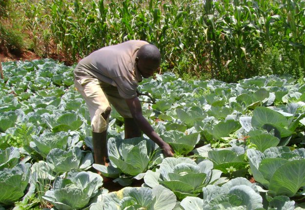 CABBAGE1 - The Brief | Namibia's Leading Business & Financial News Farmer bending over in a cabbage field, inspecting the leaves under bright sun.