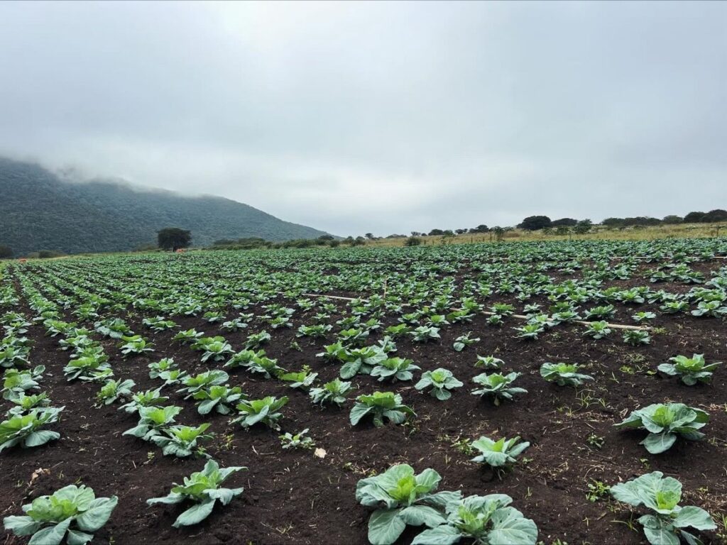 Cabbage 2 - The Brief | Namibia's Leading Business & Financial News Wide field of young cabbage plants in neat rows on dark soil, with hills and a cloudy sky in the background on a misty day.