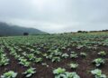 Cabbage 2 - The Brief | Namibia's Leading Business & Financial News Wide field of young cabbage plants in neat rows on dark soil, with hills and a cloudy sky in the background on a misty day.