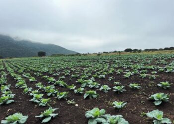 Wide field of young cabbage plants in neat rows on dark soil, with hills and a cloudy sky in the background on a misty day.