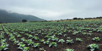 Wide field of young cabbage plants in neat rows on dark soil, with hills and a cloudy sky in the background on a misty day.