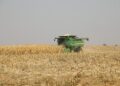 Green combine harvester working in a dry cornfield during harvest, dust rising behind it.