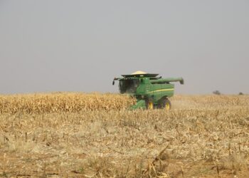 Green combine harvester working in a dry cornfield during harvest, dust rising behind it.