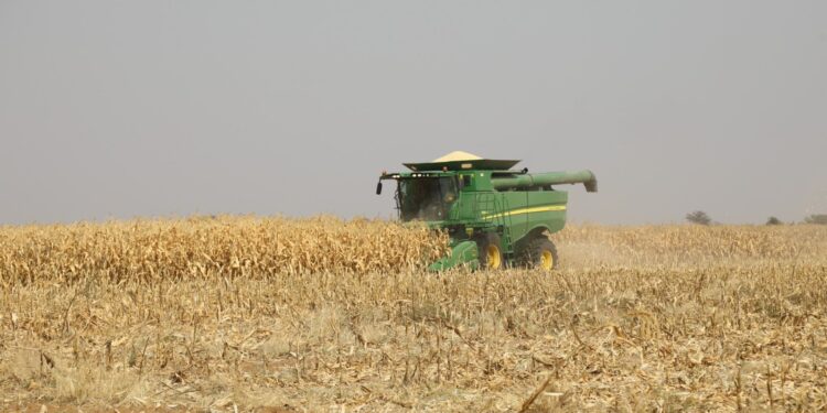 Green combine harvester working in a dry cornfield during harvest, dust rising behind it.