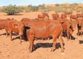 Herd of reddish-brown cattle standing on a dusty, sunlit savanna with sparse trees in the background.