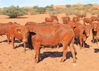Herd of reddish-brown cattle standing on a dusty, sunlit savanna with sparse trees in the background.