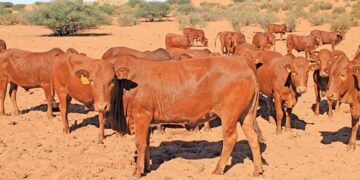 Herd of reddish-brown cattle standing on a dusty, sunlit savanna with sparse trees in the background.