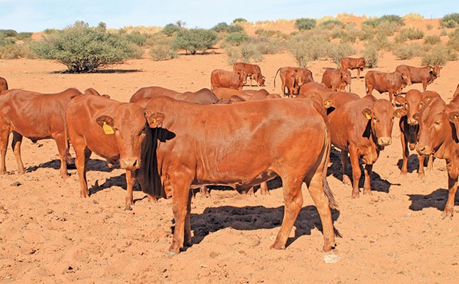 Herd of reddish-brown cattle standing on a dusty, sunlit savanna with sparse trees in the background.