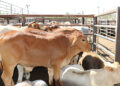 Group of cows crowded in metal pens at a livestock yard, beige and brown coats visible under bright daylight