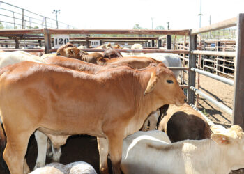 Group of cows crowded in metal pens at a livestock yard, beige and brown coats visible under bright daylight