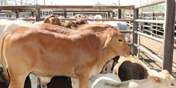 Group of cows crowded in metal pens at a livestock yard, beige and brown coats visible under bright daylight