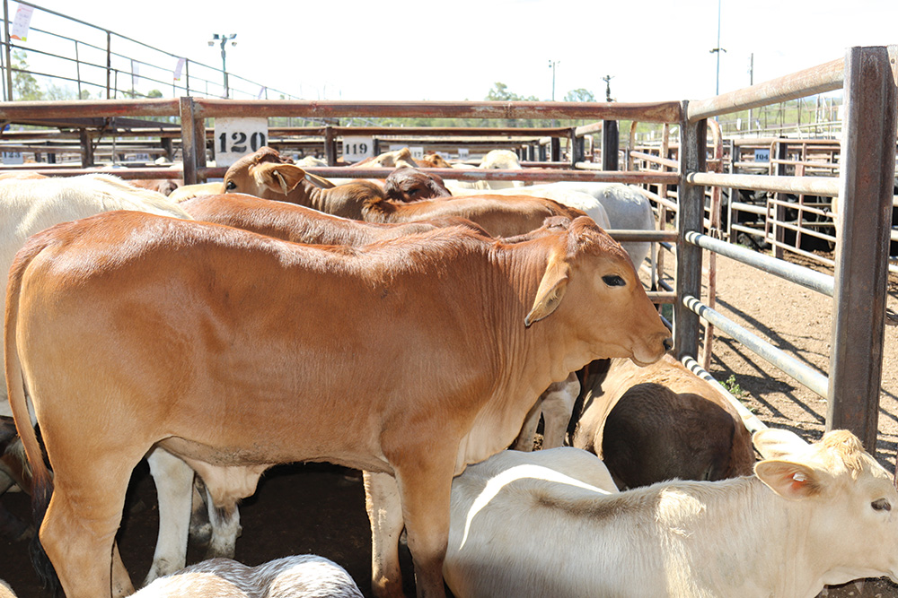 CATTLE2 - The Brief | Namibia's Leading Business & Financial News Group of cows crowded in metal pens at a livestock yard, beige and brown coats visible under bright daylight