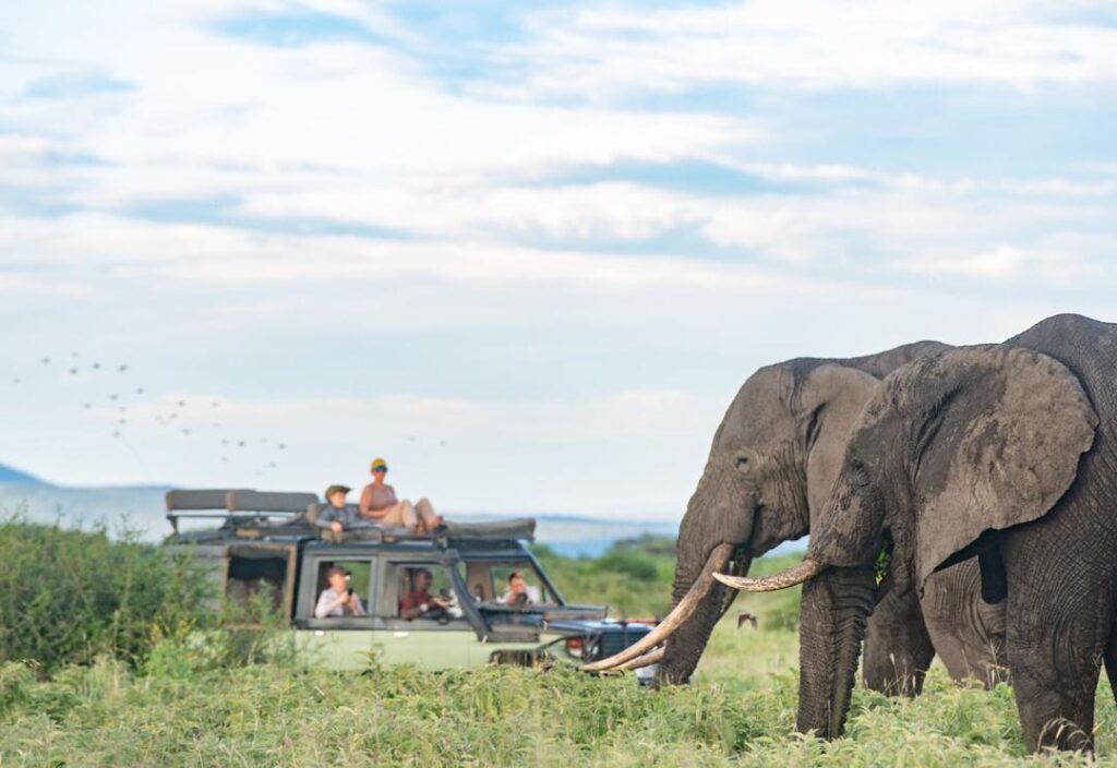 elephant - The Brief | Namibia's Leading Business & Financial News Elephants in the foreground on a grassy savanna as a safari jeep with tourists watches nearby.