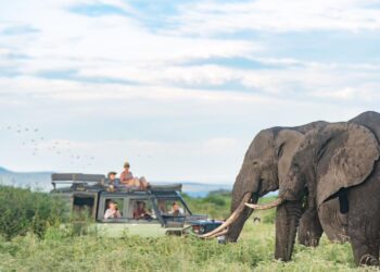 Elephants in the foreground on a grassy savanna as a safari jeep with tourists watches nearby.