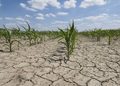 CROPS - The Brief | Namibia's Leading Business & Financial News Young corn plants growing in a cracked, dry field under a blue sky, showing drought stress.