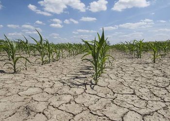 Young corn plants growing in a cracked, dry field under a blue sky, showing drought stress.