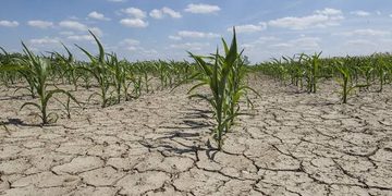 Young corn plants growing in a cracked, dry field under a blue sky, showing drought stress.