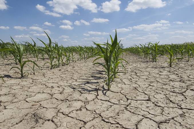 Young corn plants growing in a cracked, dry field under a blue sky, showing drought stress.