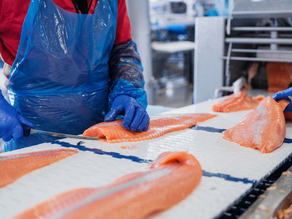 SALMON1 - The Brief | Namibia's Leading Business & Financial News Worker in a blue plastic apron and blue gloves trimming salmon fillets on a white work surface in a seafood processing facility.