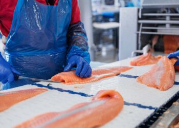 Worker in a blue plastic apron and blue gloves trimming salmon fillets on a white work surface in a seafood processing facility.