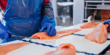 Worker in a blue plastic apron and blue gloves trimming salmon fillets on a white work surface in a seafood processing facility.