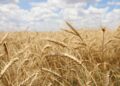 Close-up of ripe golden wheat heads in a sunlit field with a blue, partly cloudy sky above.