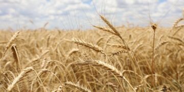 Close-up of ripe golden wheat heads in a sunlit field with a blue, partly cloudy sky above.