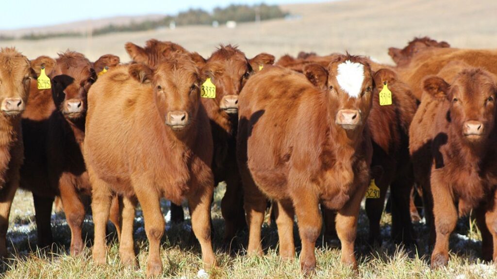 A herd of brown cows standing in a sunlit pasture with yellow ear tags visible on their ears