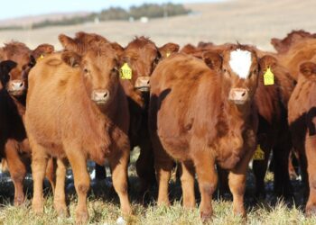 CATTLES - The Brief | Namibia's Leading Business & Financial News A herd of brown cows standing in a sunlit pasture with yellow ear tags visible on their ears