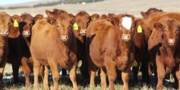 A herd of brown cows standing in a sunlit pasture with yellow ear tags visible on their ears