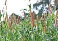 Field of sorghum plants with upright brown and green seed heads in a sunlit field.