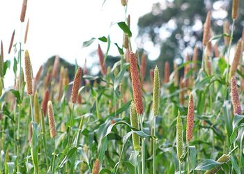 CROPS5 - The Brief | Namibia's Leading Business & Financial News Field of sorghum plants with upright brown and green seed heads in a sunlit field.